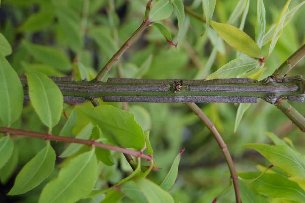 Euonymus alatus 125-150 cm